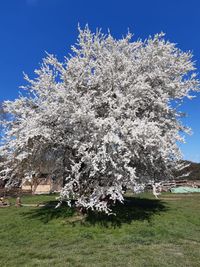 Gel&auml;nde Baum